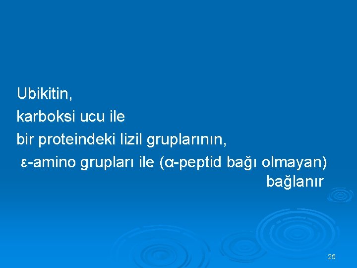 Ubikitin, karboksi ucu ile bir proteindeki lizil gruplarının, ε-amino grupları ile (α-peptid bağı olmayan)