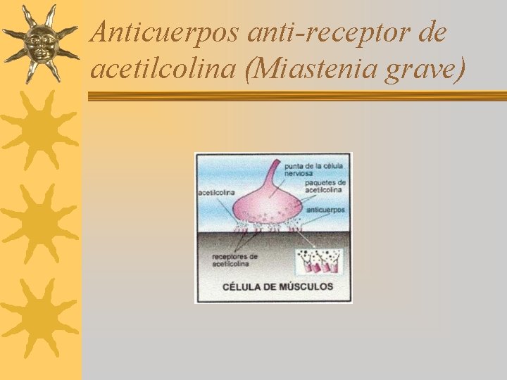 Anticuerpos anti-receptor de acetilcolina (Miastenia grave) 