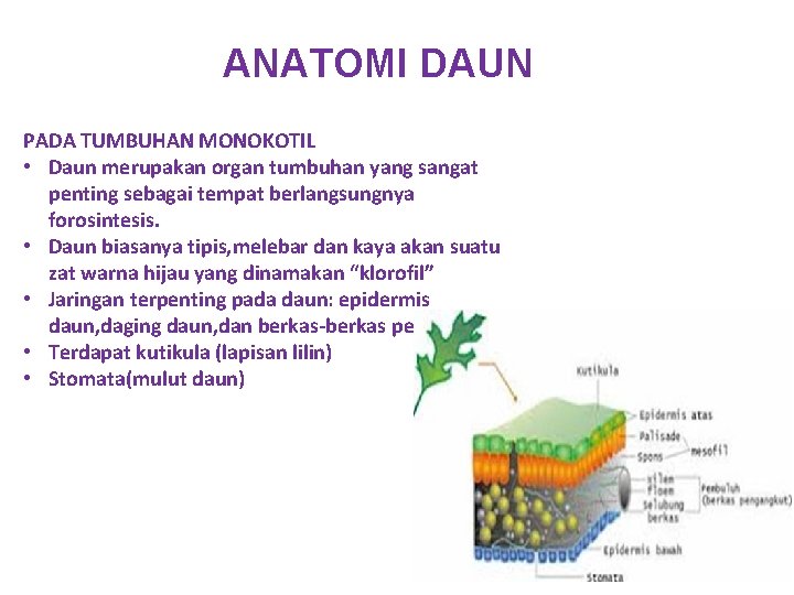ANATOMI DAUN PADA TUMBUHAN MONOKOTIL • Daun merupakan organ tumbuhan yang sangat penting sebagai