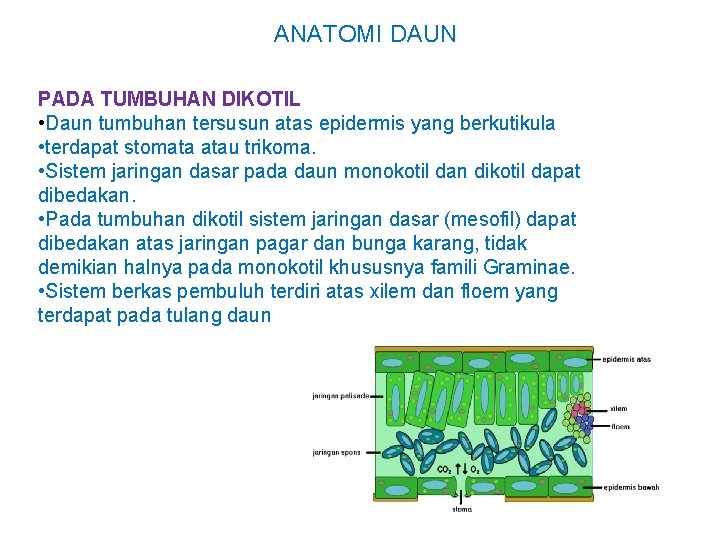 ANATOMI DAUN PADA TUMBUHAN DIKOTIL • Daun tumbuhan tersusun atas epidermis yang berkutikula •
