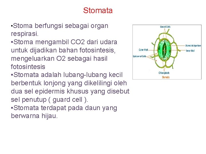 Stomata • Stoma berfungsi sebagai organ respirasi. • Stoma mengambil CO 2 dari udara
