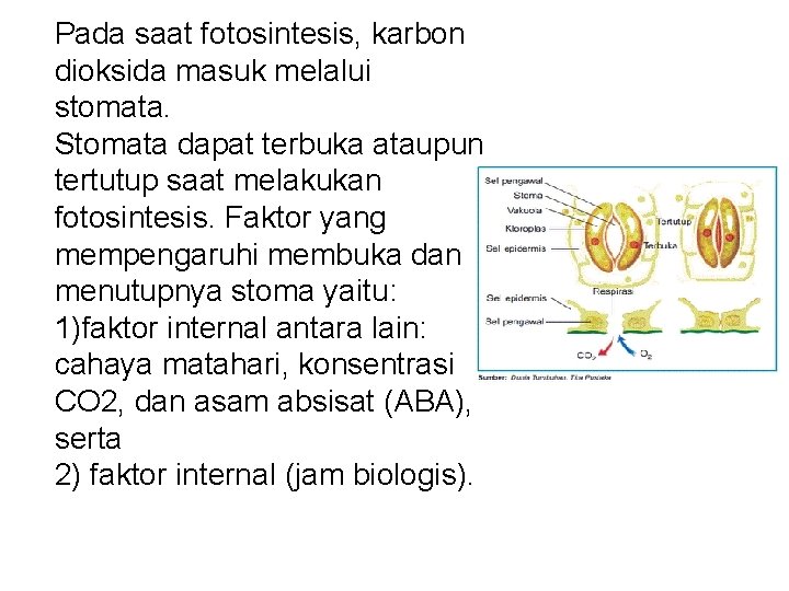 Pada saat fotosintesis, karbon dioksida masuk melalui stomata. Stomata dapat terbuka ataupun tertutup saat