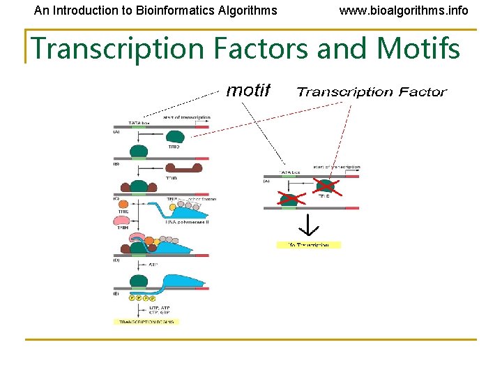 An Introduction to Bioinformatics Algorithms www. bioalgorithms. info Transcription Factors and Motifs 