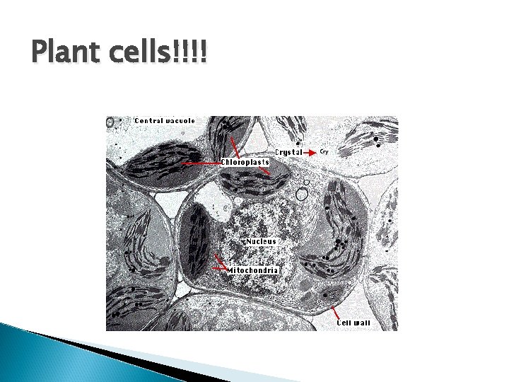 Plant cells!!!! 