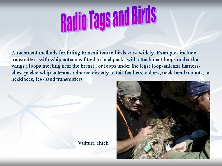 Attachment methods for fitting transmitters to birds vary widely. Examples include transmitters with whip