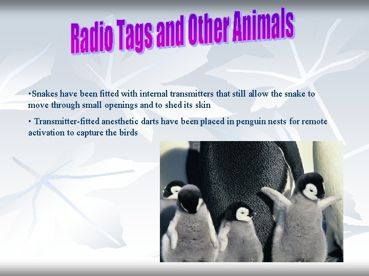  • Snakes have been fitted with internal transmitters that still allow the snake