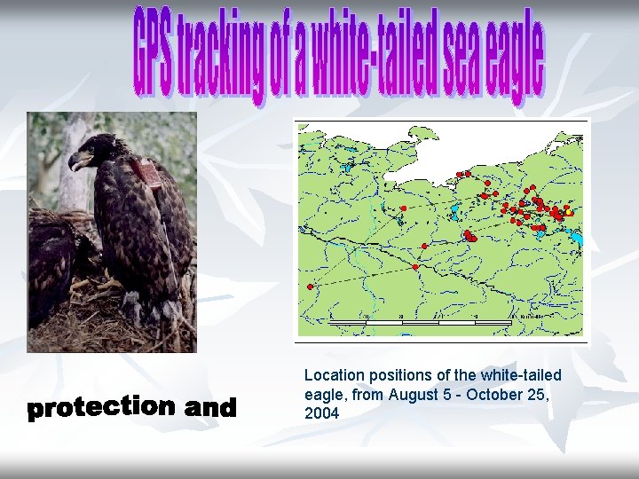 Location positions of the white-tailed eagle, from August 5 - October 25, 2004 