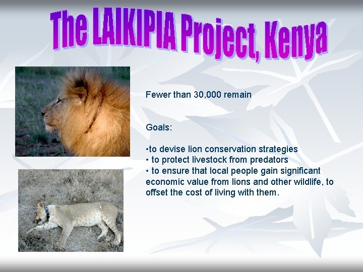 Fewer than 30, 000 remain Goals: • to devise lion conservation strategies • to