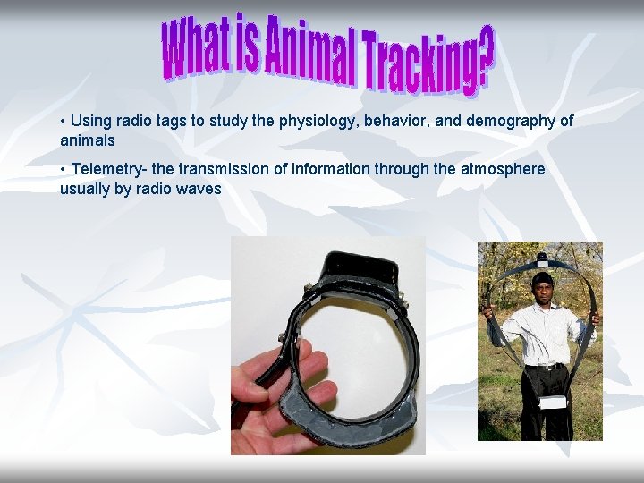  • Using radio tags to study the physiology, behavior, and demography of animals
