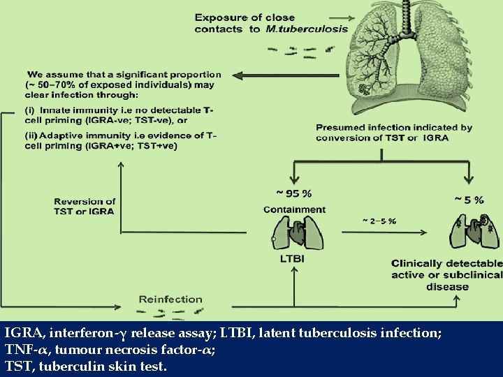 IGRA, interferon-γ release assay; LTBI, latent tuberculosis infection; TNF-α, tumour necrosis factor-α; TST, tuberculin