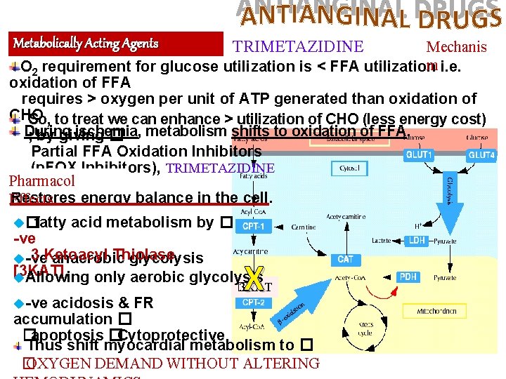 Metabolically Acting Agents TRIMETAZIDINE Mechanis m i. e. O 2 requirement for glucose utilization