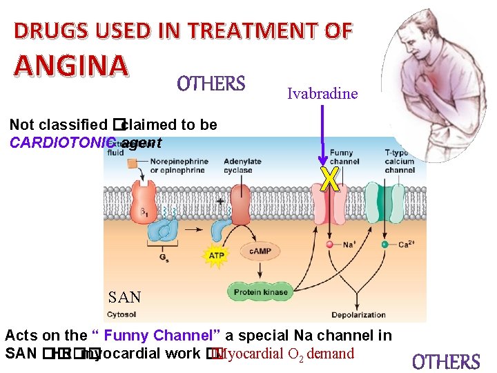 DRUGS USED IN TREATMENT OF ANGINA Ivabradine Not classified �claimed to be CARDIOTONIC agent