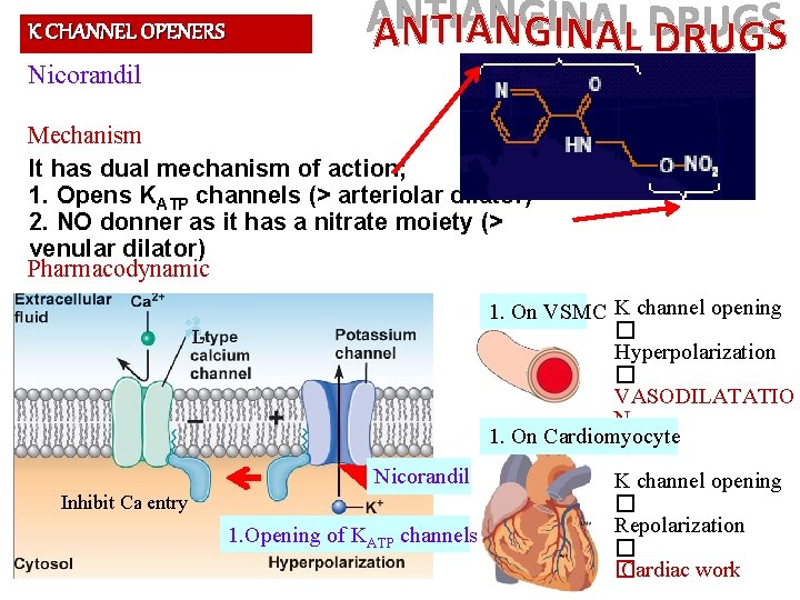 K CHANNEL OPENERS Nicorandil Mechanism It has dual mechanism of action; 1. Opens KATP