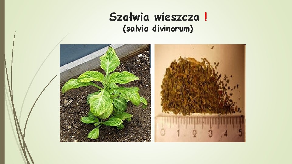 Szałwia wieszcza ! (salvia divinorum) 