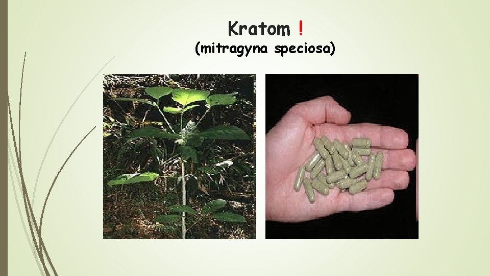 Kratom ! (mitragyna speciosa) 