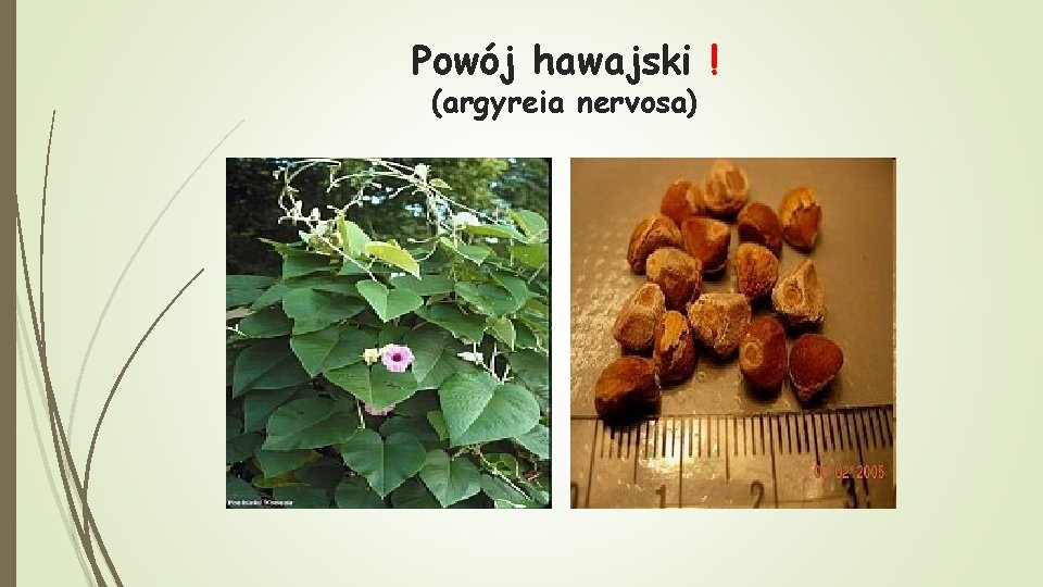 Powój hawajski ! (argyreia nervosa) 
