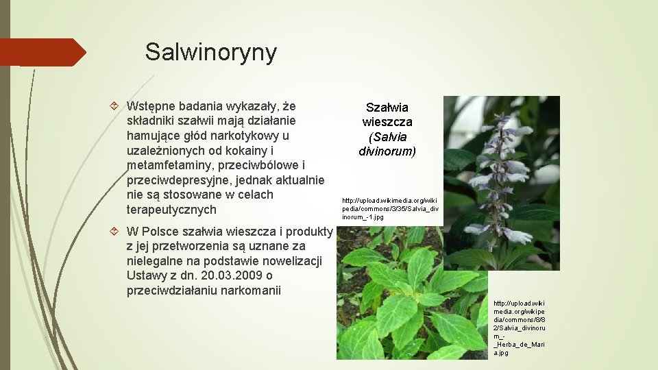 Salwinoryny Wstępne badania wykazały, że składniki szałwii mają działanie hamujące głód narkotykowy u uzależnionych