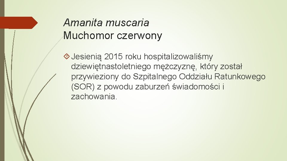 Amanita muscaria Muchomor czerwony Jesienią 2015 roku hospitalizowaliśmy dziewiętnastoletniego mężczyznę, który został przywieziony do