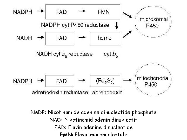 NADP: Nicotinamide adenine dinucleotide phosphate NAD: Nikotinamid adenin dinükleotit FAD: Flavin adenine dinucleotide FMN: