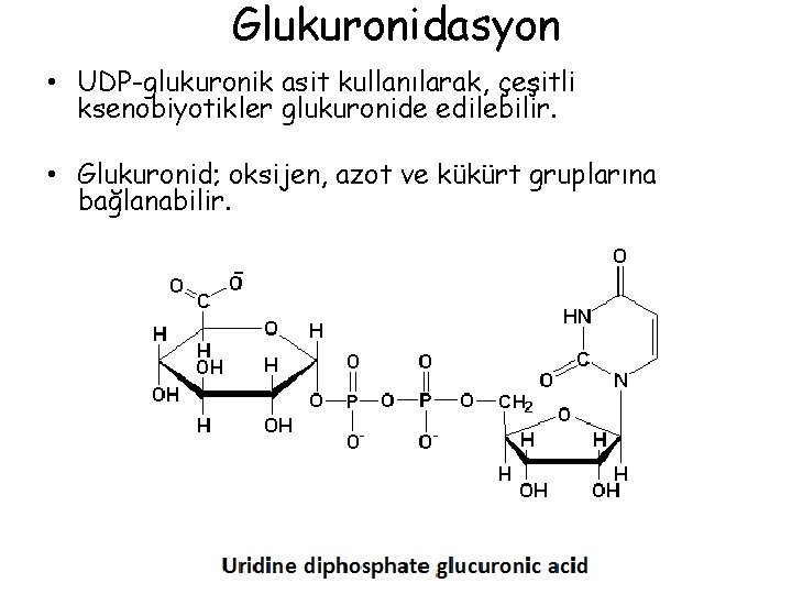 Glukuronidasyon • UDP-glukuronik asit kullanılarak, çeşitli ksenobiyotikler glukuronide edilebilir. • Glukuronid; oksijen, azot ve