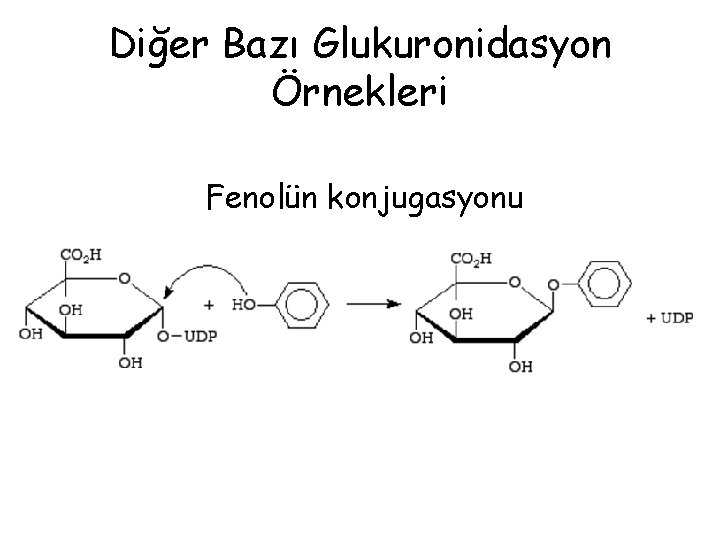 Diğer Bazı Glukuronidasyon Örnekleri Fenolün konjugasyonu 