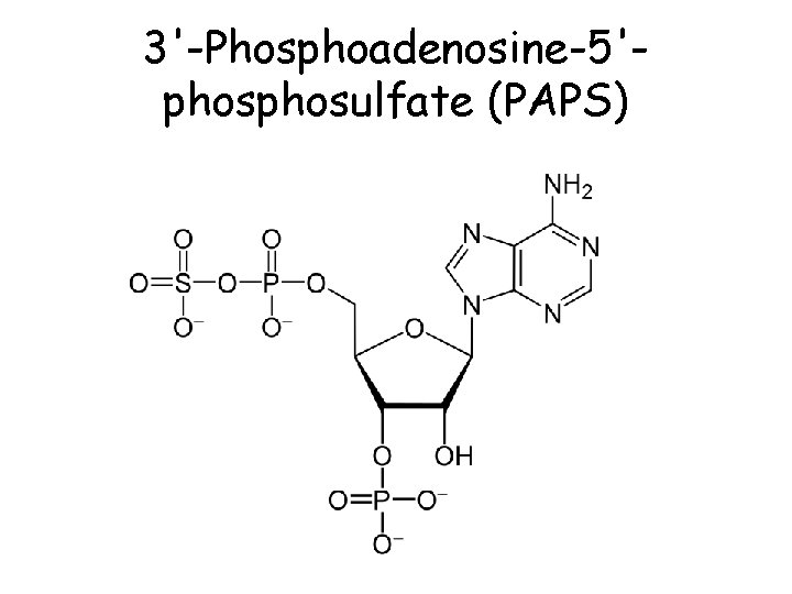 3'-Phosphoadenosine-5'phosulfate (PAPS) 