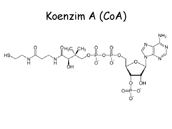 Koenzim A (Co. A) 