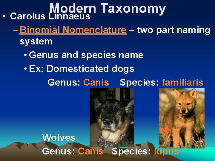  • Modern Taxonomy Carolus Linnaeus – Binomial Nomenclature – two part naming system