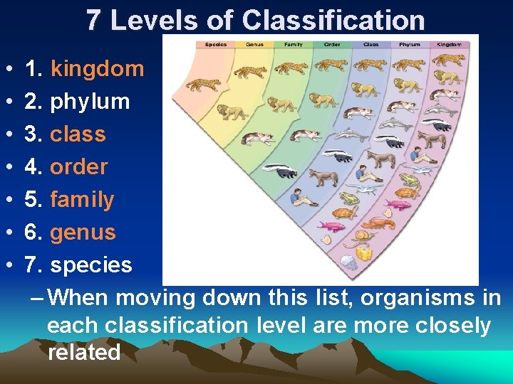 7 Levels of Classification • • 1. kingdom 2. phylum 3. class 4. order