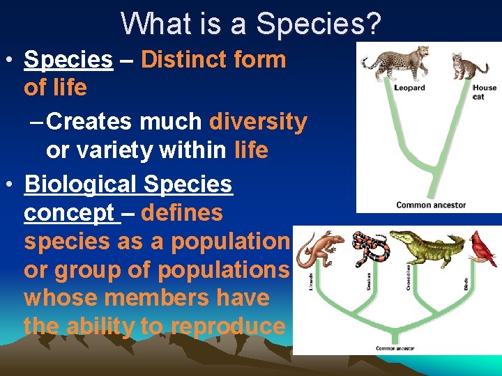 What is a Species? • Species – Distinct form of life – Creates much