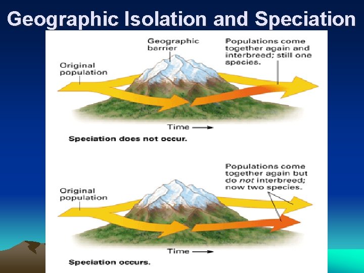 Geographic Isolation and Speciation 