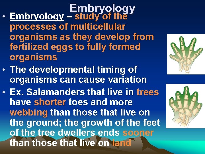 Embryology • Embryology – study of the processes of multicellular organisms as they develop
