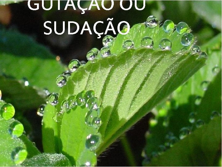 GUTAÇÃO OU SUDAÇÃO 