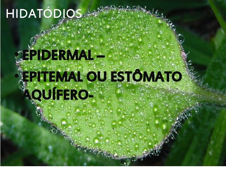 HIDATÓDIOS • EPIDERMAL – • EPITEMAL OU ESTÔMATO AQUÍFERO- 