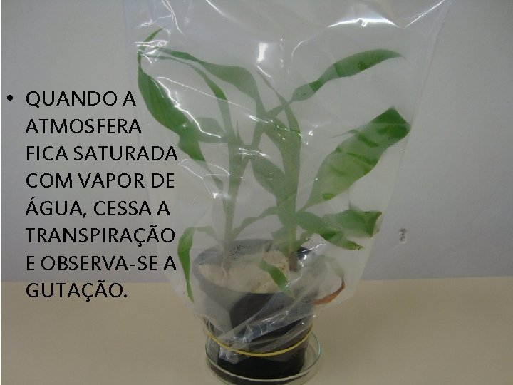  • QUANDO A ATMOSFERA FICA SATURADA COM VAPOR DE ÁGUA, CESSA A TRANSPIRAÇÃO