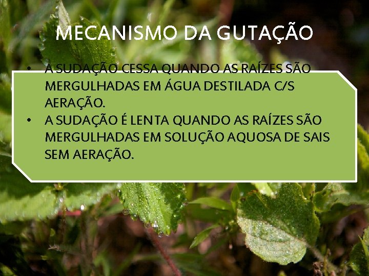 MECANISMO DA GUTAÇÃO • A SUDAÇÃO CESSA QUANDO AS RAÍZES SÃO MERGULHADAS EM ÁGUA