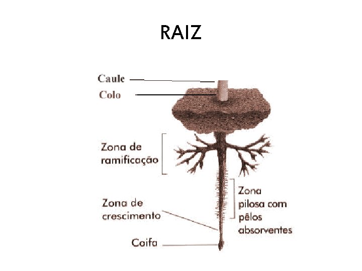 RAIZ 