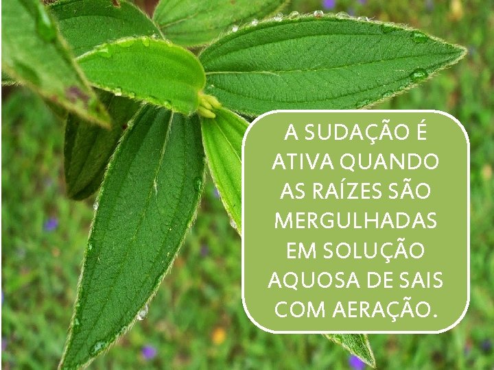 A SUDAÇÃO É ATIVA QUANDO AS RAÍZES SÃO MERGULHADAS EM SOLUÇÃO AQUOSA DE SAIS