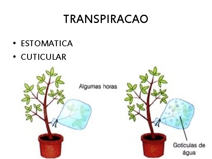 TRANSPIRACAO • ESTOMATICA • CUTICULAR 