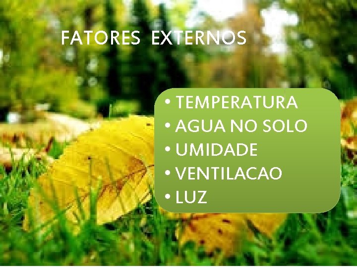 FATORES EXTERNOS • TEMPERATURA • AGUA NO SOLO • UMIDADE • VENTILACAO • LUZ