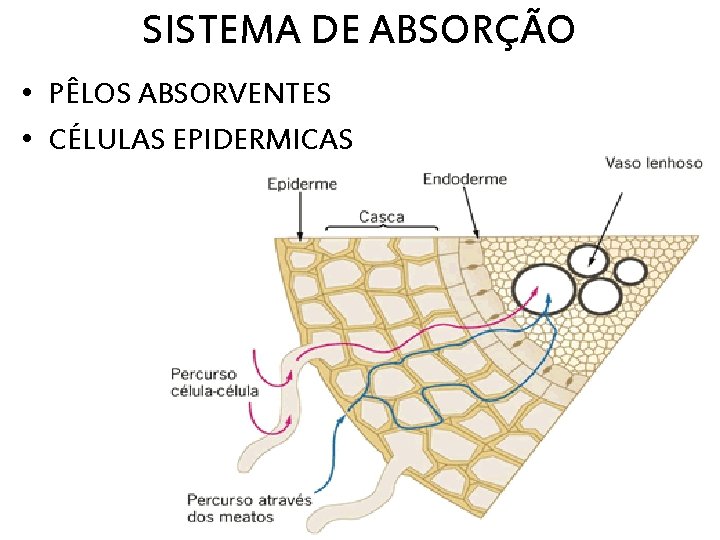 SISTEMA DE ABSORÇÃO • PÊLOS ABSORVENTES • CÉLULAS EPIDERMICAS 