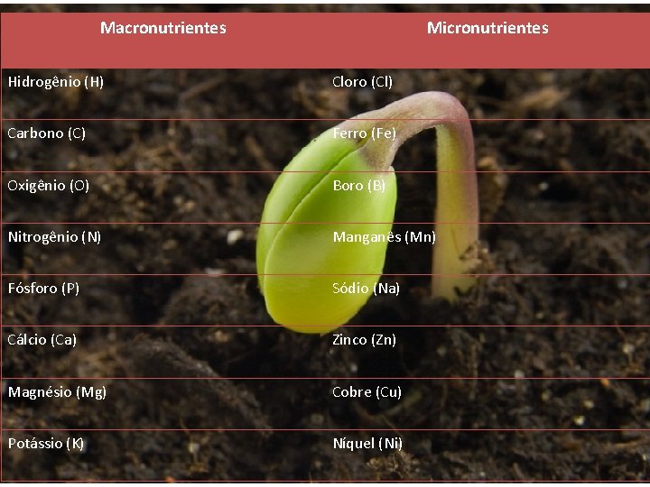 Macronutrientes Micronutrientes Hidrogênio (H) Cloro (Cl) Carbono (C) Ferro (Fe) Oxigênio (O) Boro (B)