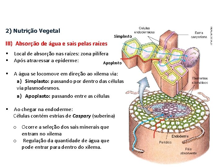 2) Nutrição Vegetal Simplasto III) Absorção de água e sais pelas raízes § §