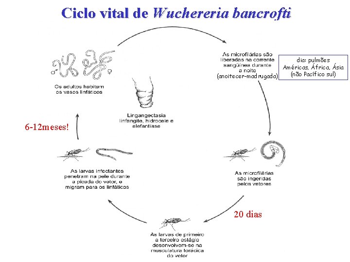 Ciclo vital de Wuchereria bancrofti dia: pulmões Américas, África, Ásia (não Pacífico sul) (anoitecer-madrugada)