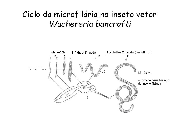 Ciclo da microfilária no inseto vetor Wuchereria bancrofti 6 h 6 -16 h 12