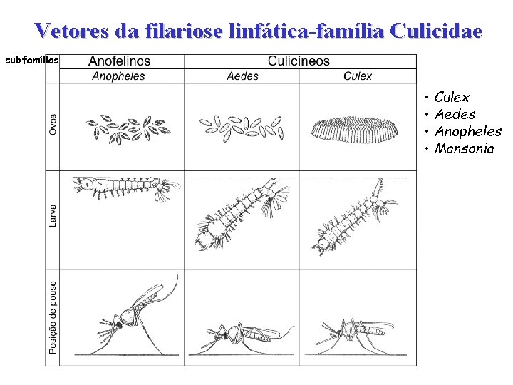 Vetores da filariose linfática-família Culicidae subfamílias • Culex • Aedes • Anopheles • Mansonia