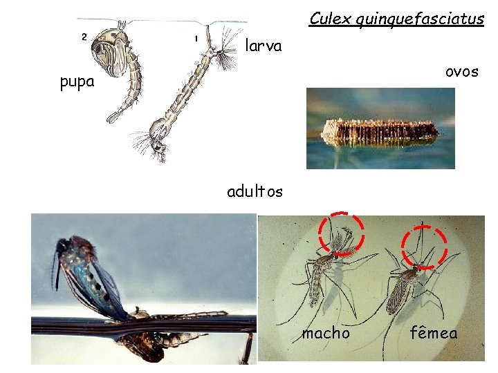 Culex quinquefasciatus larva ovos pupa adultos macho fêmea 