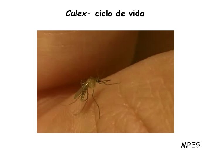 Culex- ciclo de vida MPEG 