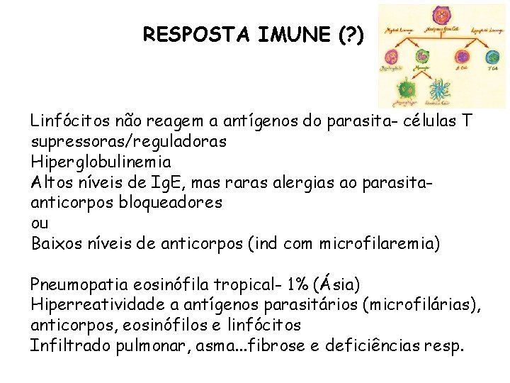 RESPOSTA IMUNE (? ) Linfócitos não reagem a antígenos do parasita- células T supressoras/reguladoras