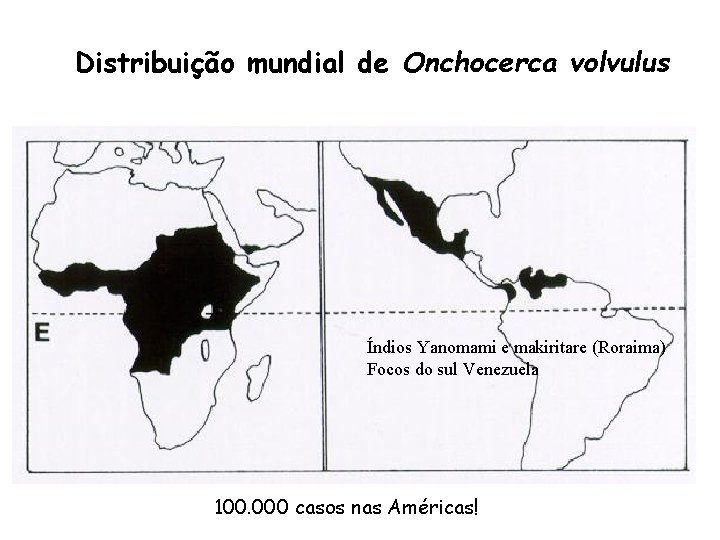 Distribuição mundial de Onchocerca volvulus Índios Yanomami e makiritare (Roraima) Focos do sul Venezuela